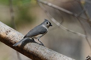 Titmouse, Tufted, 2015-05044883 Broad Meadow Brook, MA